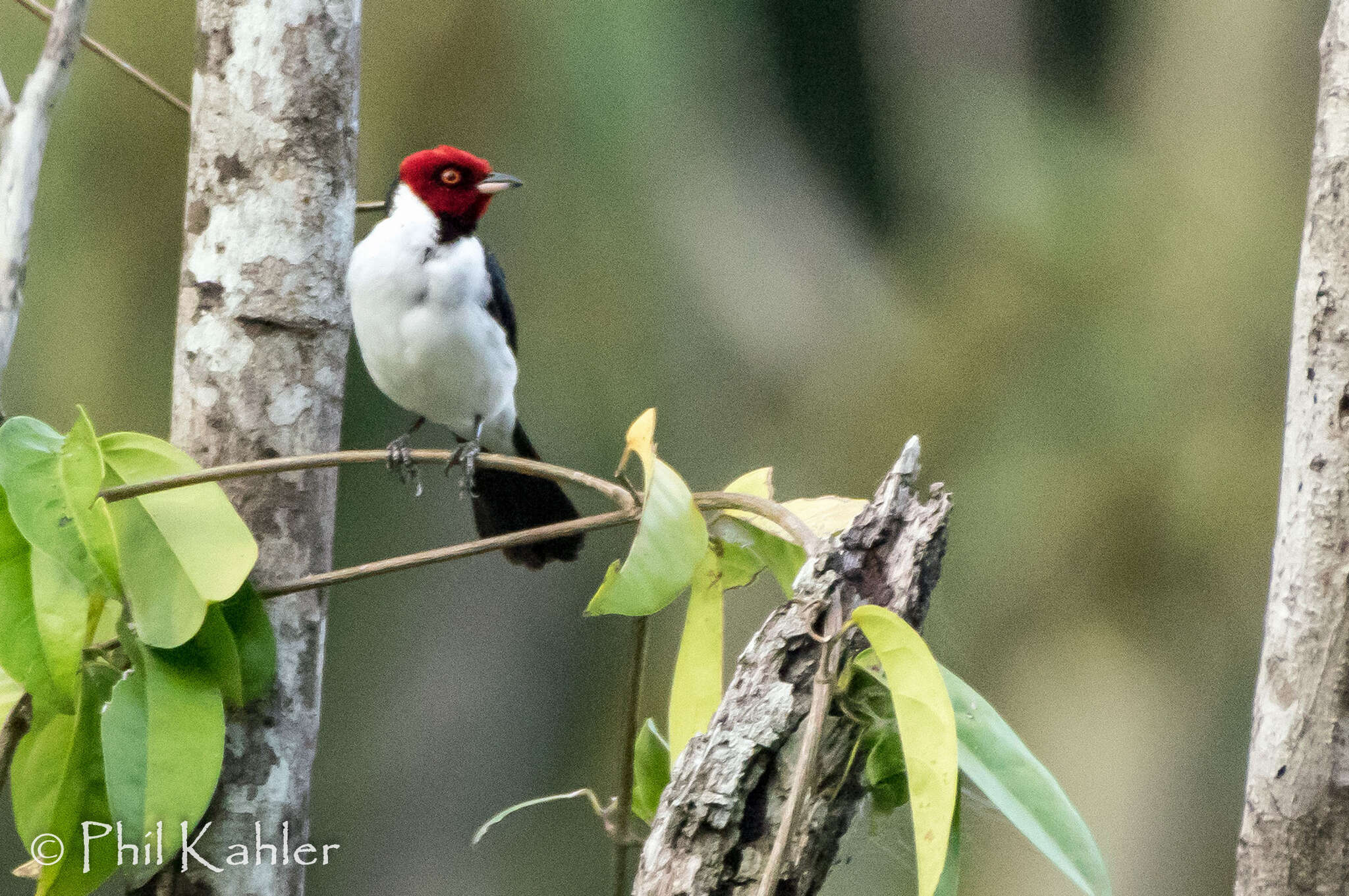 Image of Red-capped Cardinal