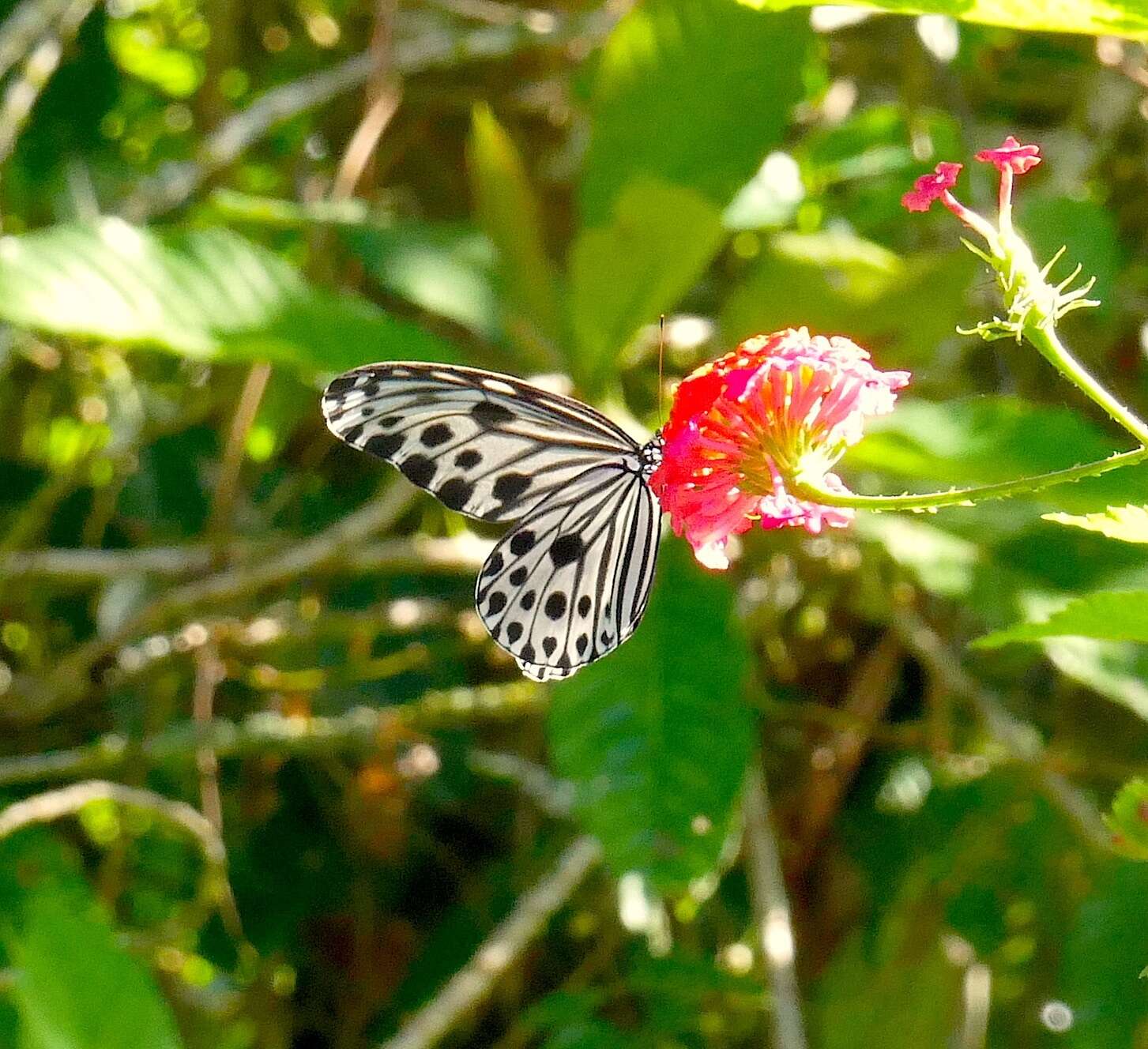 Sivun Ideopsis gaura perakana Fruhstorfer 1898 kuva