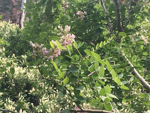 Robinia neomexicana A. Gray resmi