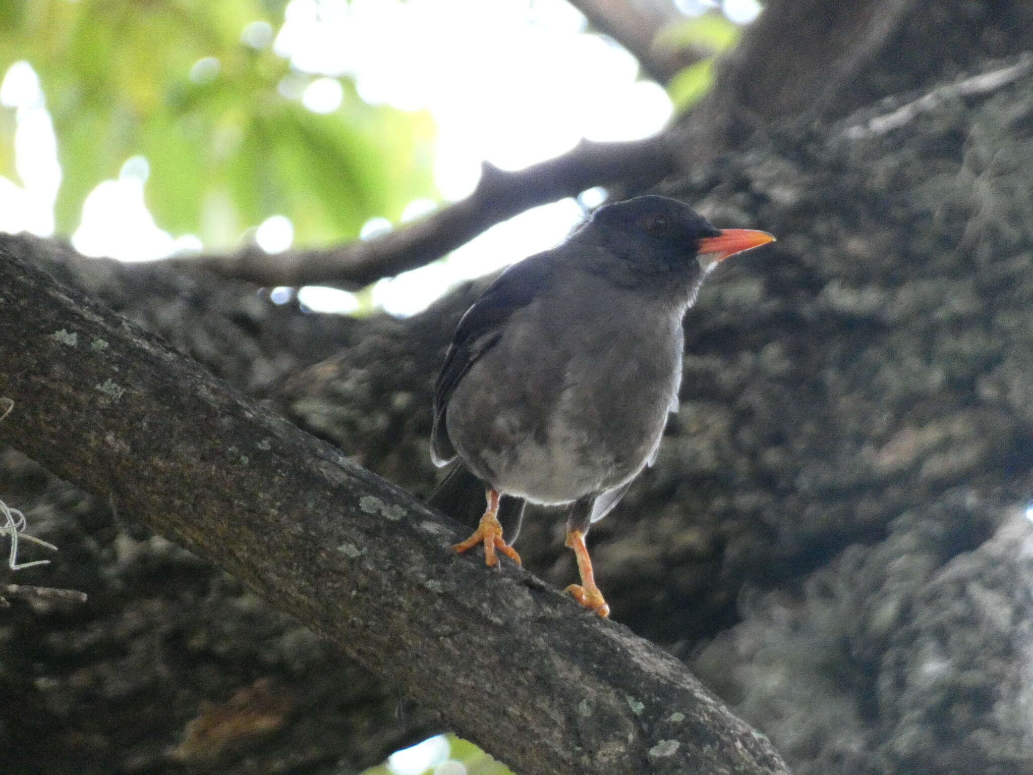 Image of White-chinned Thrush