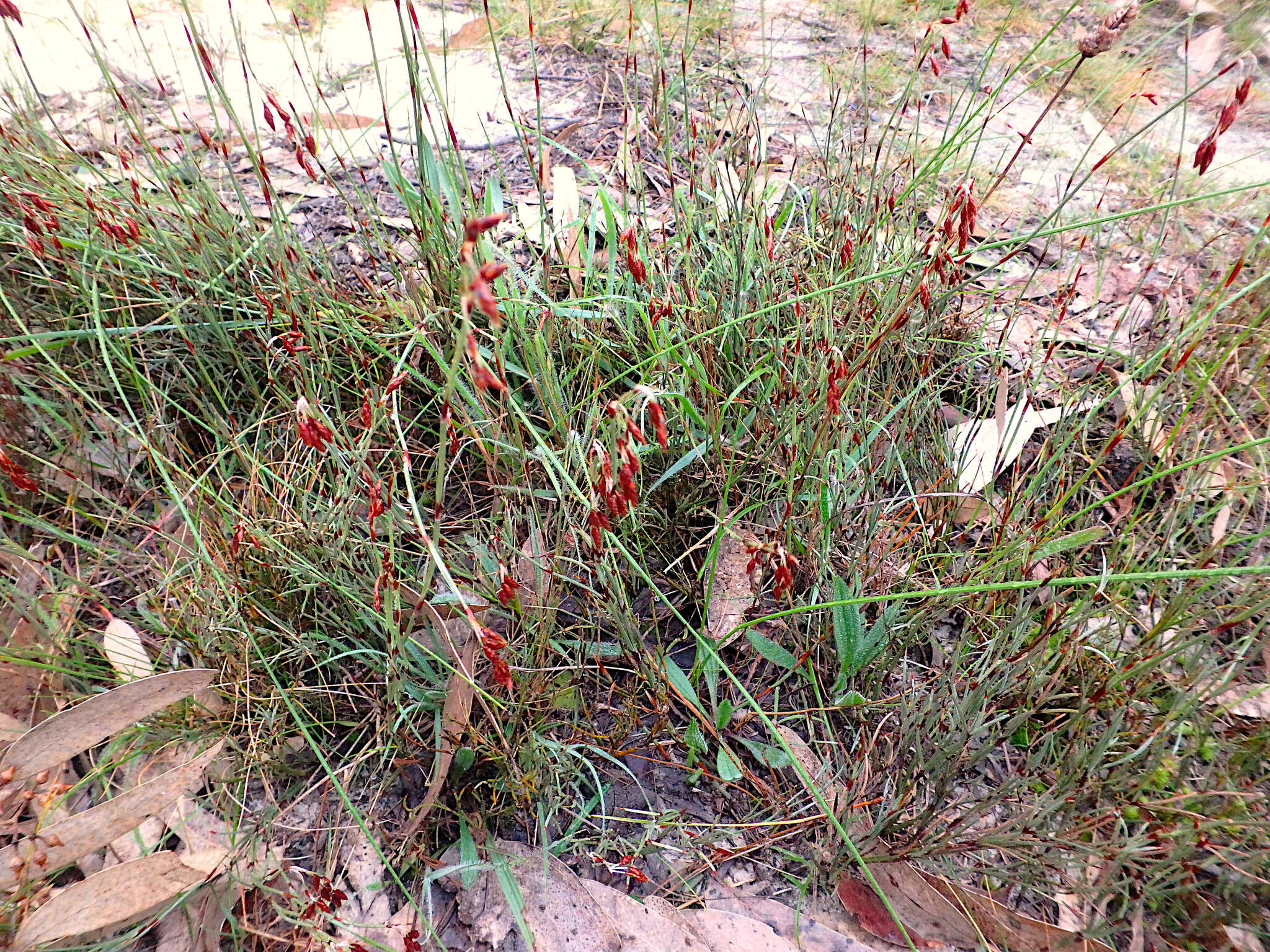 Image of Hypolaena fastigiata R. Br.