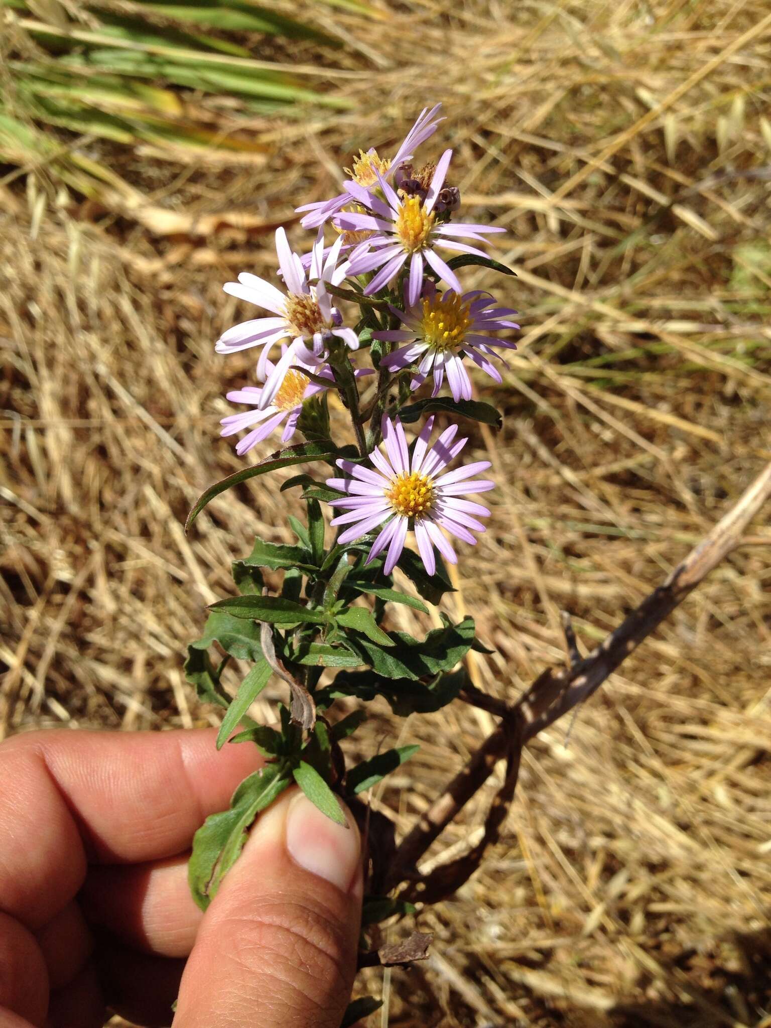 Image of Pacific aster