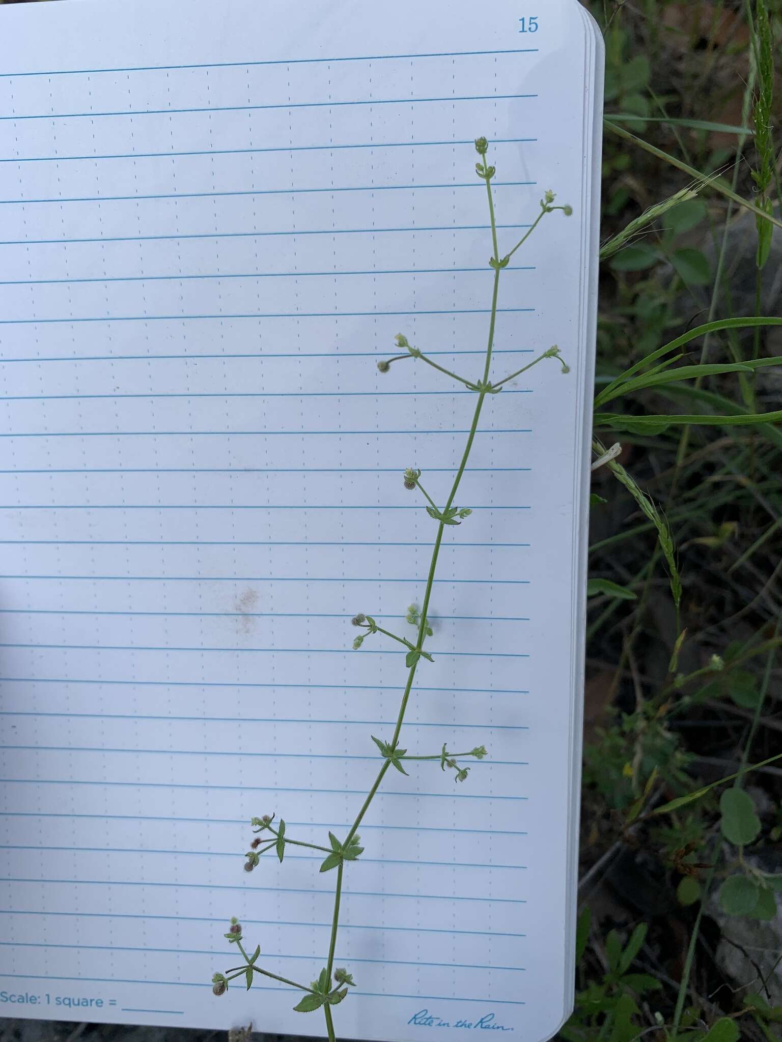 Plancia ëd Galium texense A. Gray