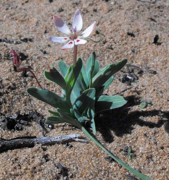 Image of Lapeirousia arenicola Schltr.