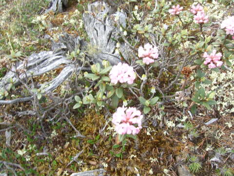 Image of Rhododendron adamsii Rehder