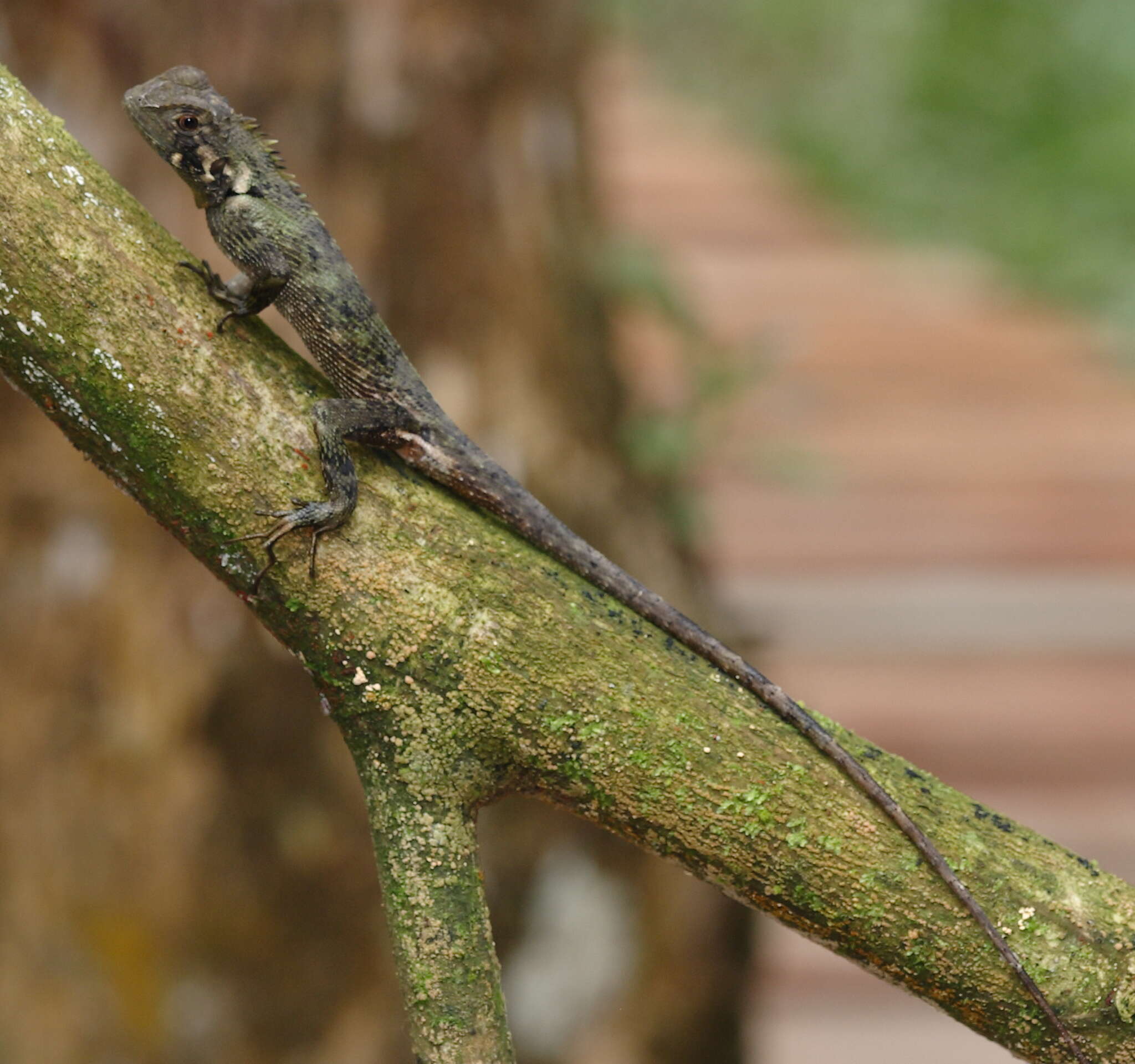 Image of Harlequin racerunner