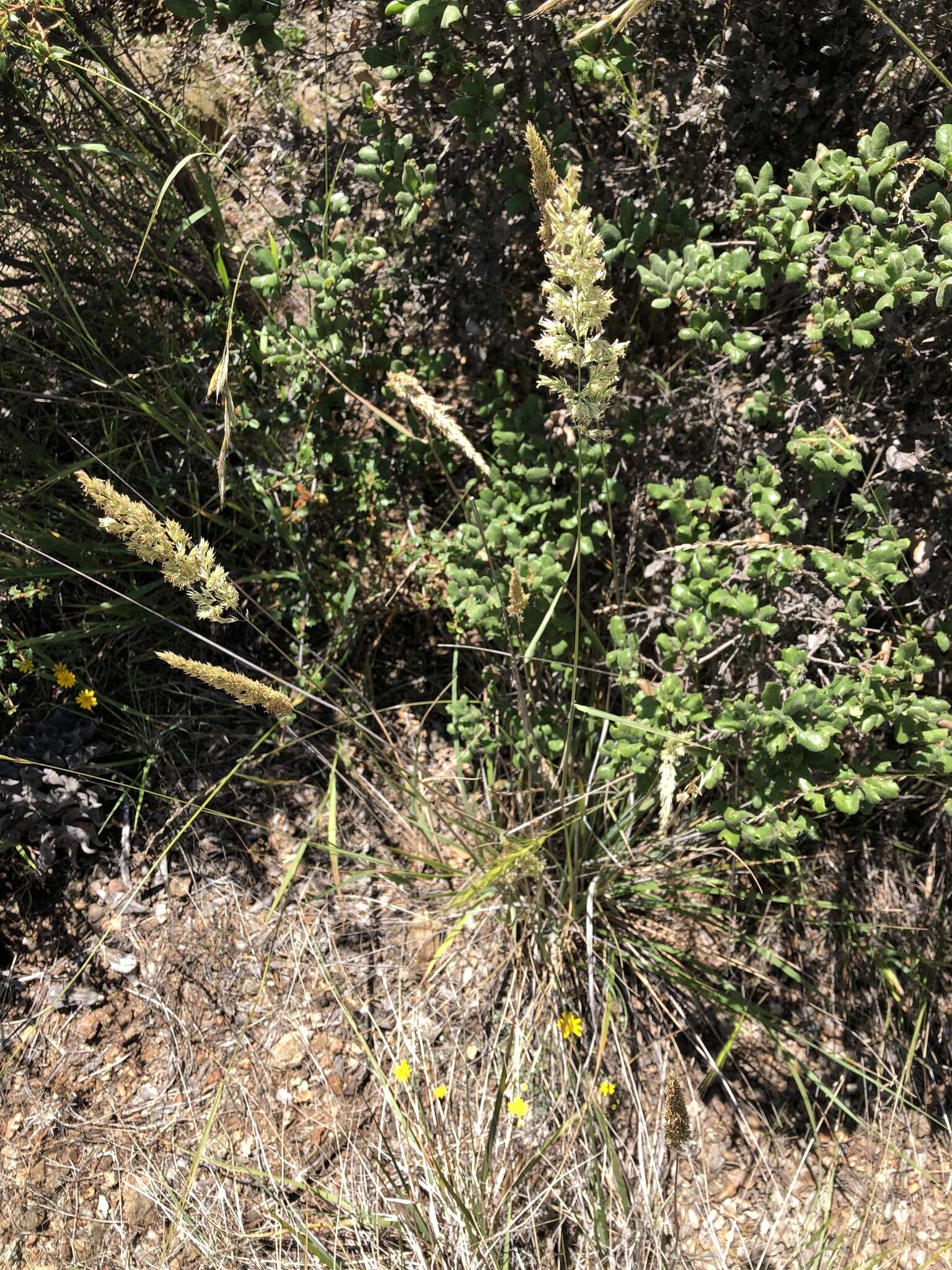 Image of serpentine reedgrass