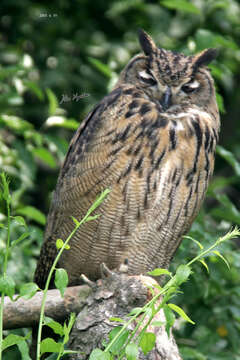 Image of Eurasian Eagle Owl