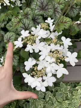 Image of Viburnum plicatum var. tomentosum (Thunb. ex Murray) Miq.