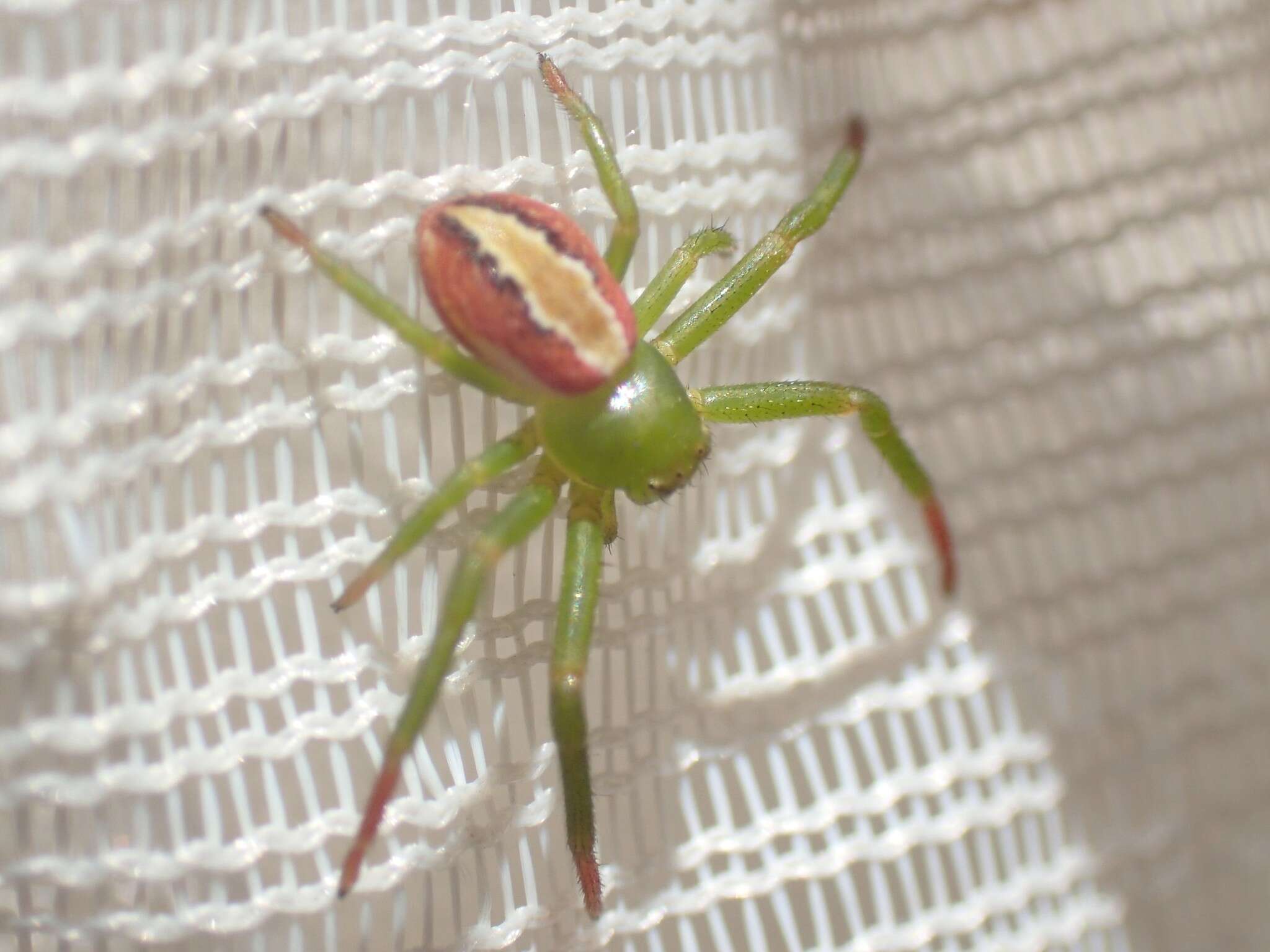 Image of Australomisidia rosea (L. Koch 1875)