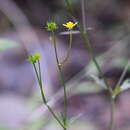 Image of Ranunculus tachiroei Franch. & Sav.