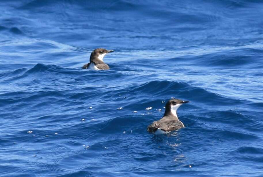 Image of Craveri's Murrelet