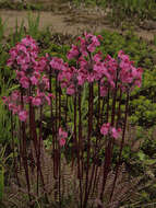 Image of <i>Pedicularis ornithorhynchos</i> Bentham