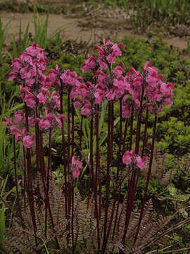 Imagem de <i>Pedicularis ornithorhynchos</i> Bentham