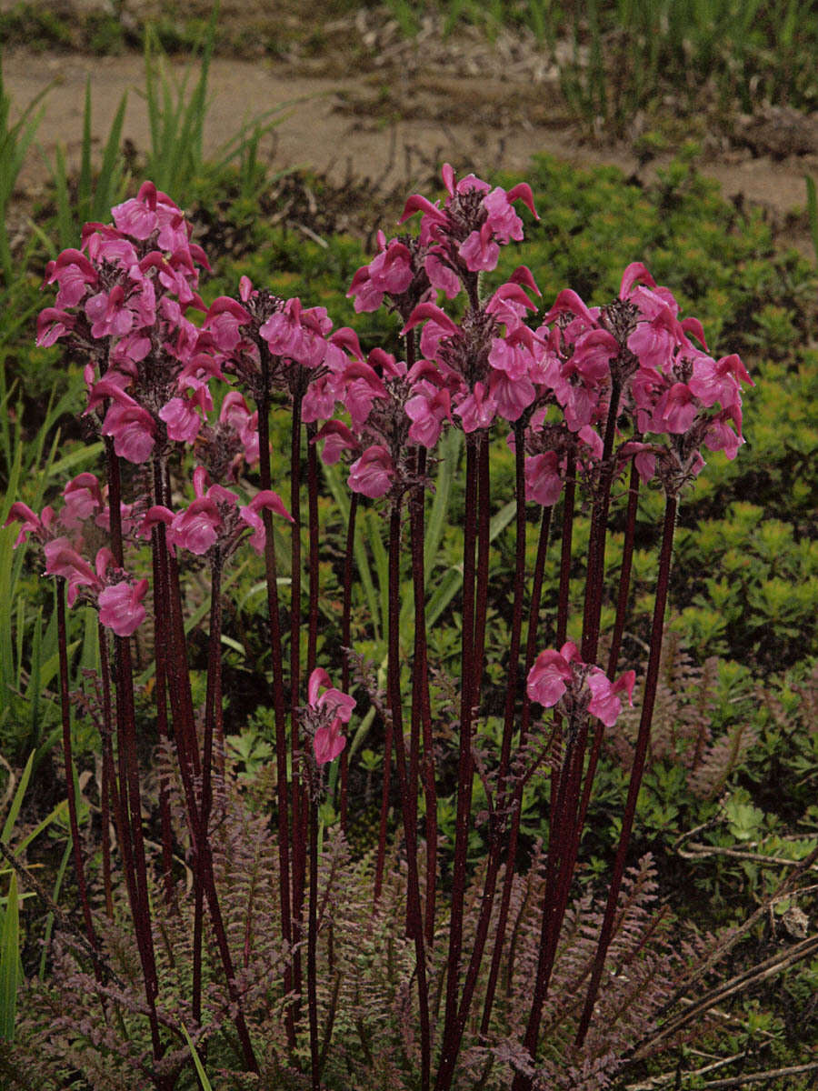 Image of <i>Pedicularis ornithorhynchos</i> Bentham