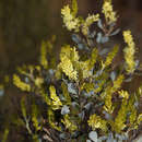 Слика од Grevillea shuttleworthiana Meissn.