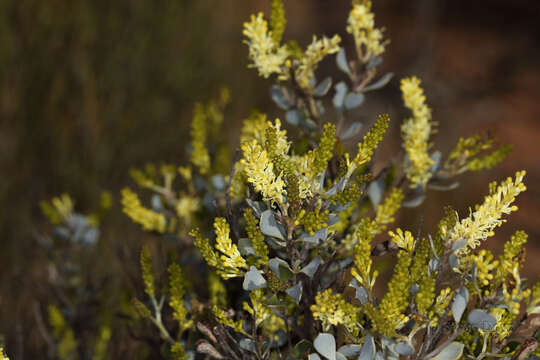 Image of Grevillea shuttleworthiana Meissn.