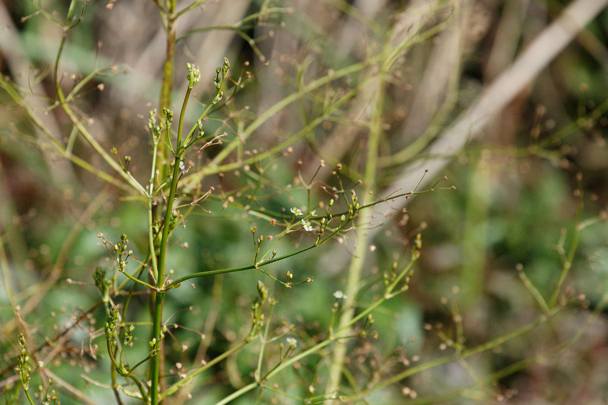 Image of Common Water-plantain