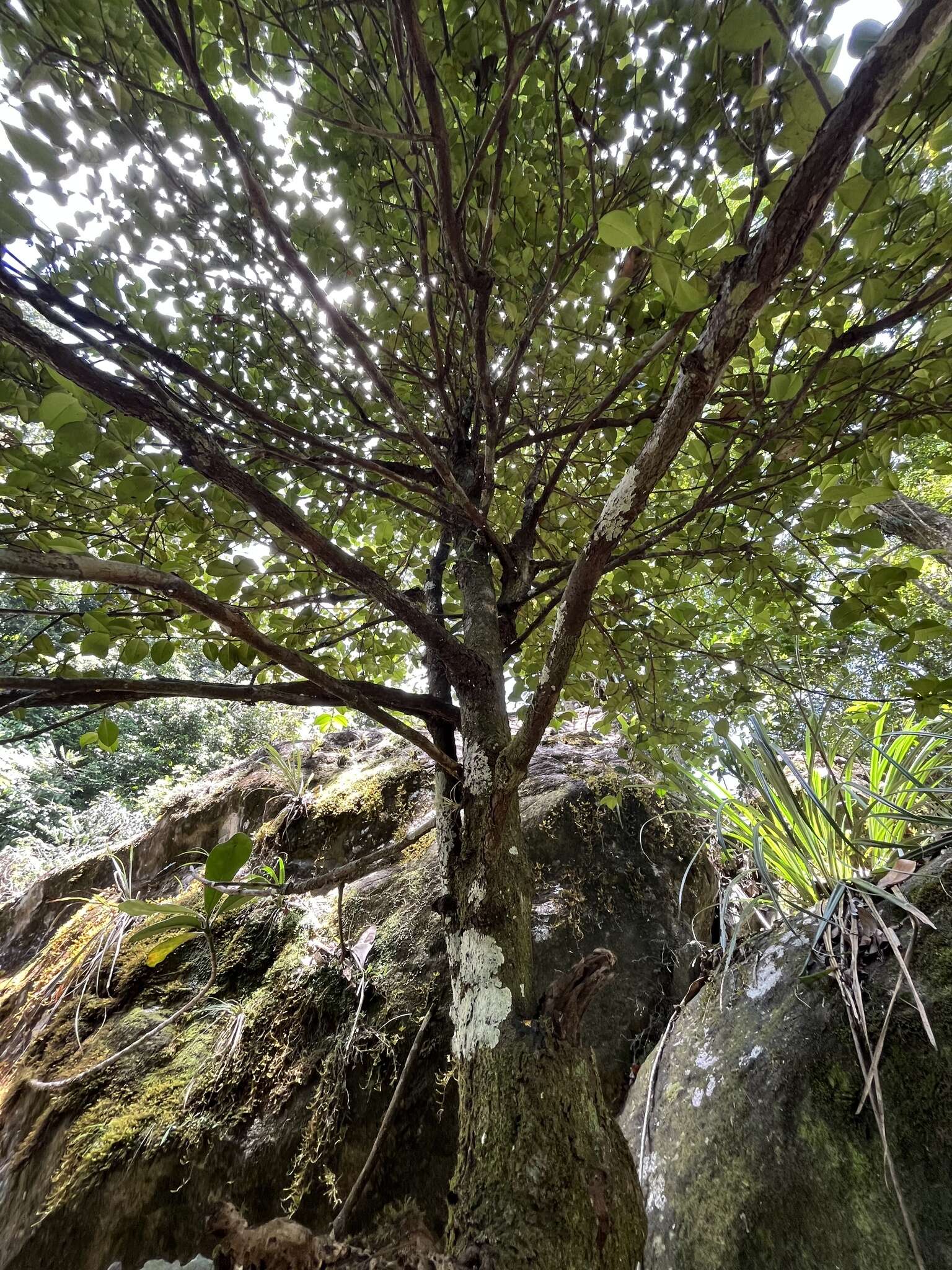 Image de Garcinia portoricensis (Urb.) Alain H. Liogier