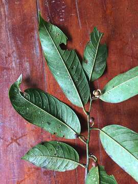 Image of Guatteria amplifolia Triana & Planch.