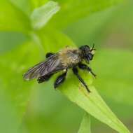 صورة Laphria flavicollis Say 1824