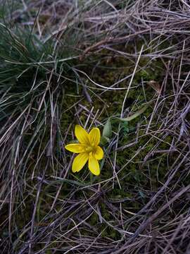 Image of star of Bethlehem