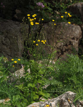 Image of Crepis hierosolymitana Boiss.