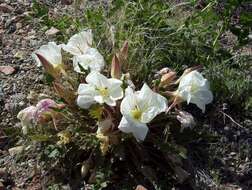 Oenothera cespitosa Nutt. resmi