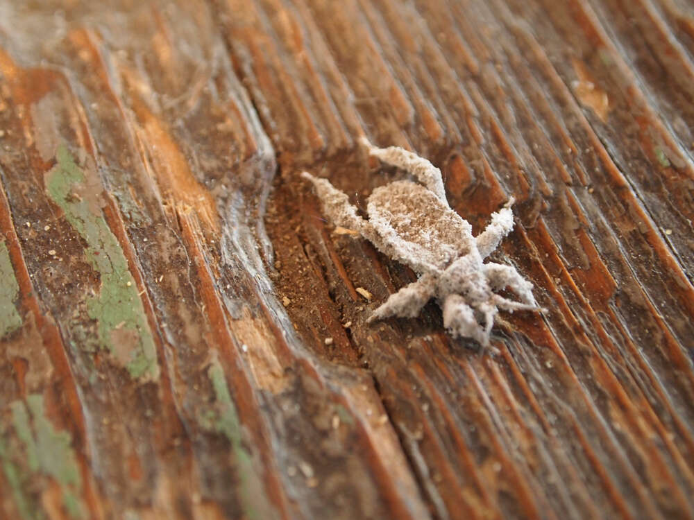 Reduvius personatus (Linnaeus 1758) resmi