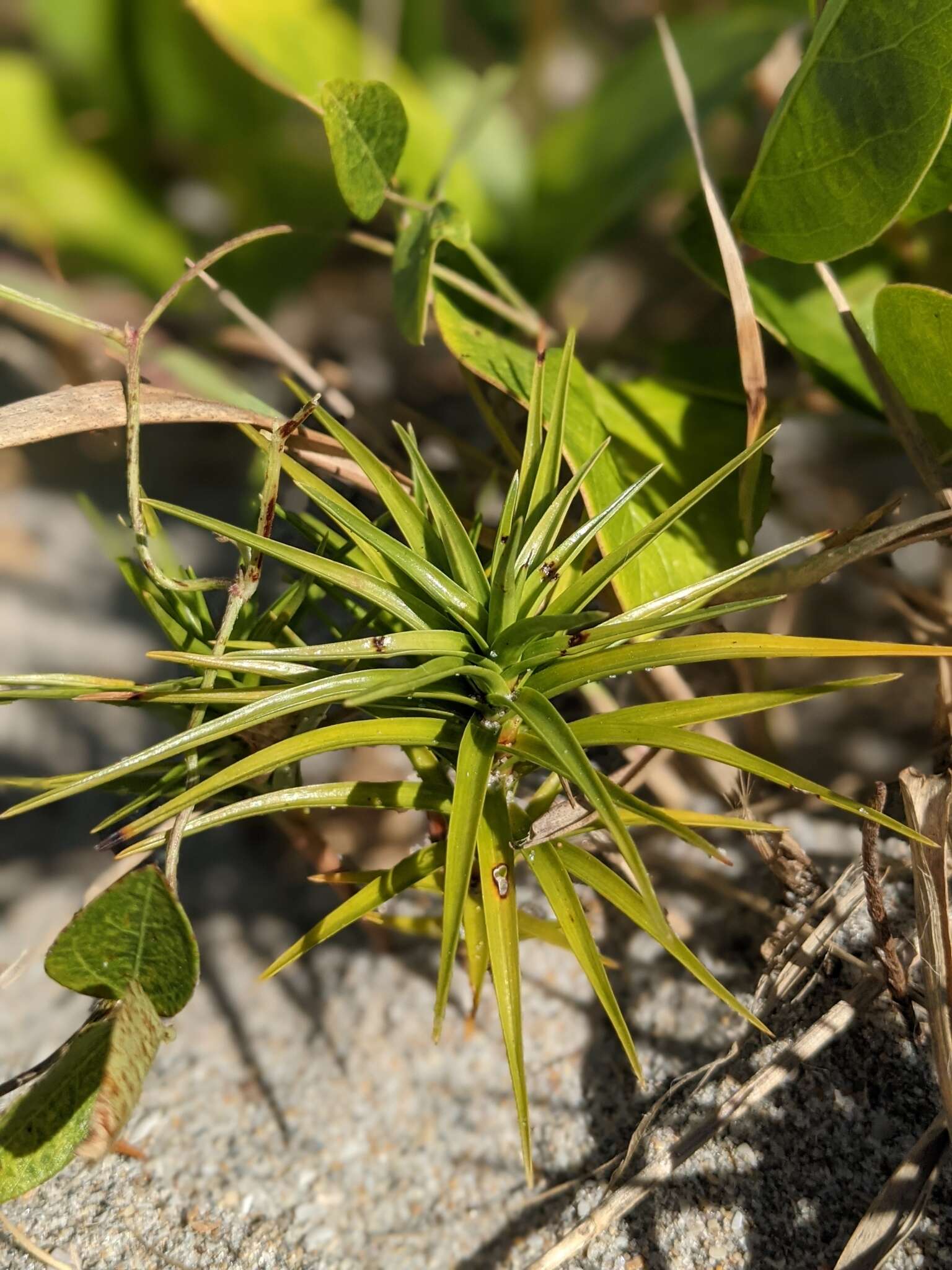 Cyperus pedunculatus (R. Br.) J. Kern的圖片