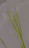 Image of Translucent Stonewort