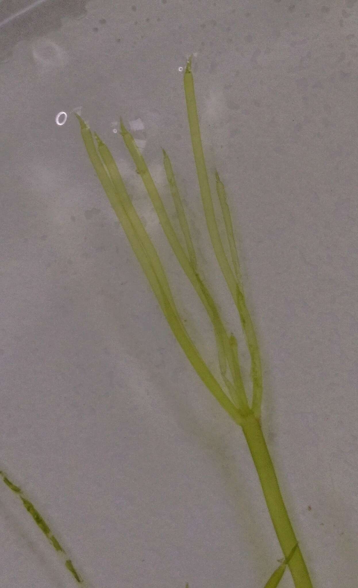 Image of Translucent Stonewort