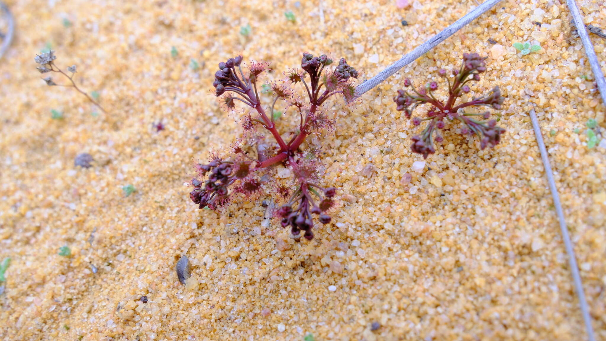 Image de Drosera stolonifera subsp. humilis (Planch.) N. Marchant