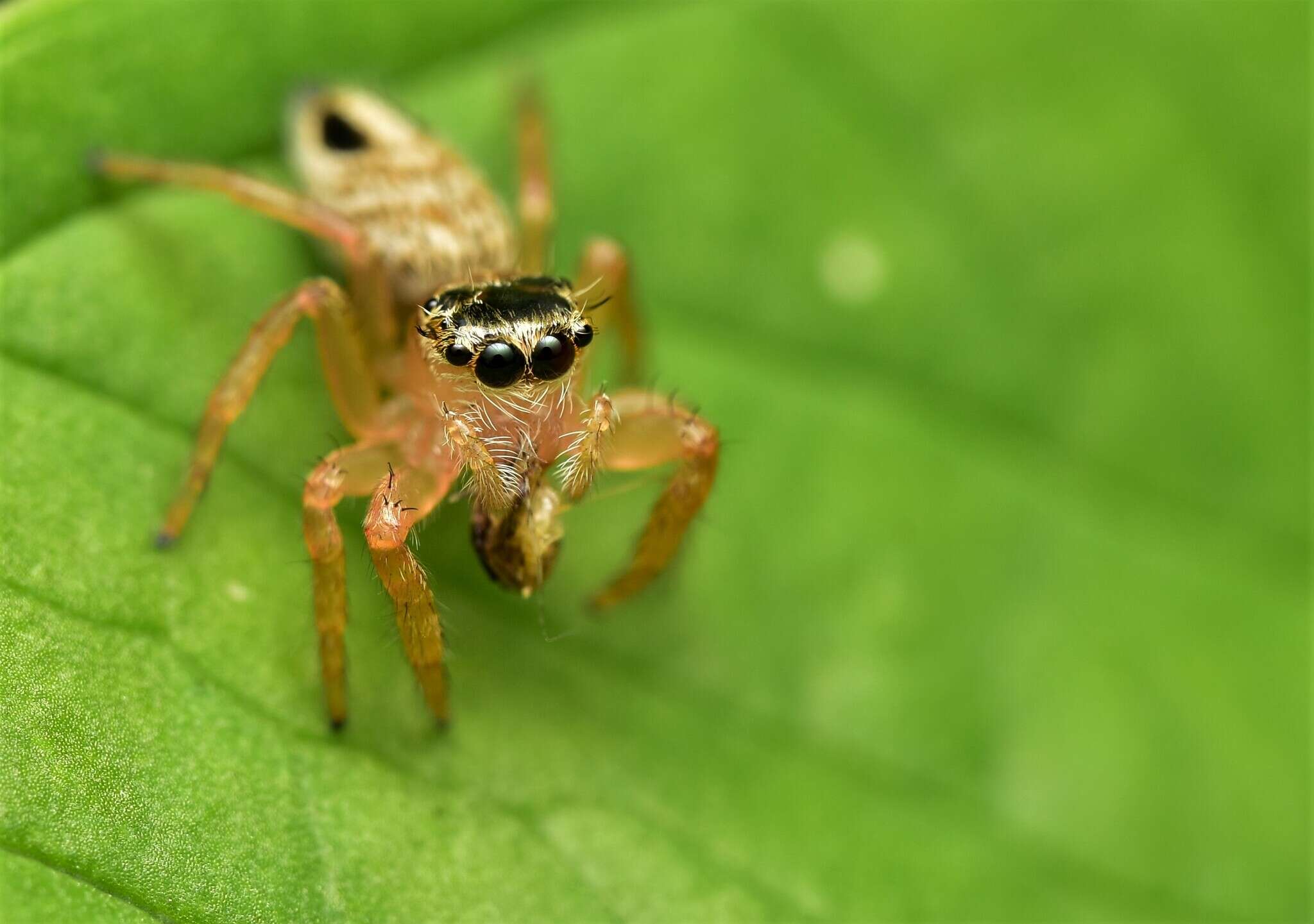 Image of Evarcha flavocincta (C. L. Koch 1846)