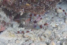 Image of coral shrimps