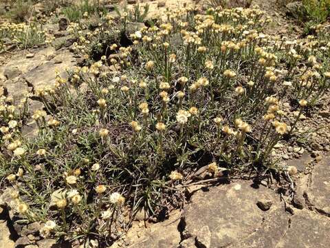 Image of Helichrysum argyrophyllum DC