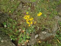 Image of Ligularia thyrsoidea (Ledeb.) DC.