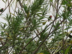 Image of Red-throated Parrot-Finch