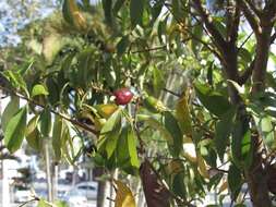 Image de Eugenia involucrata DC.