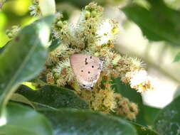 Image of Aquamarine Hairstreak