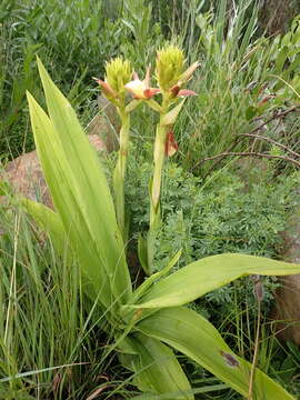 Image of Eulophia parvilabris Lindl.