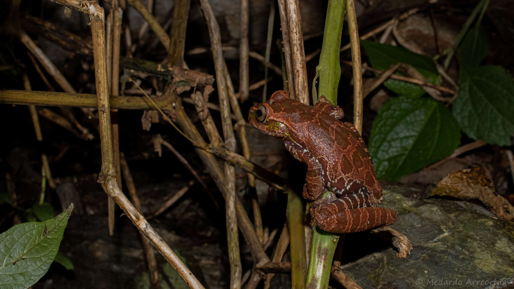 Image of Oaxacan Cloud-Forest Treefrog
