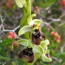 Image of Ophrys bornmuelleri subsp. bornmuelleri