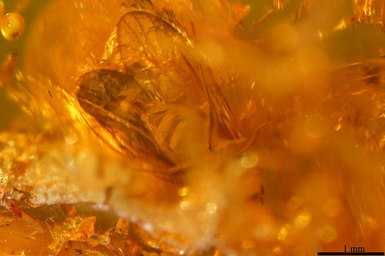 Image of jumping plantlice