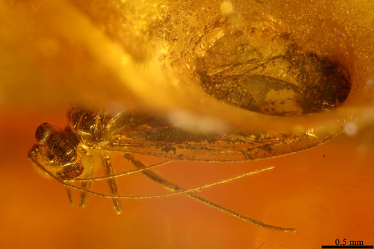 Image of jumping plantlice