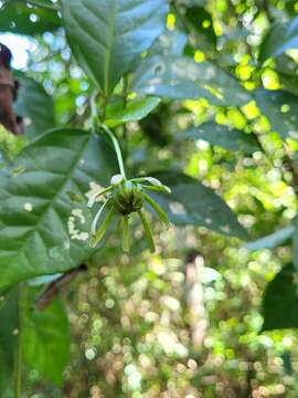 صورة Pavonia calyculosa A. St.-Hil. & Naud.