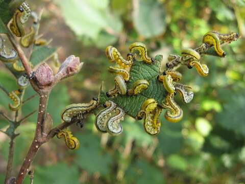 Image of Striped Alder Sawfly