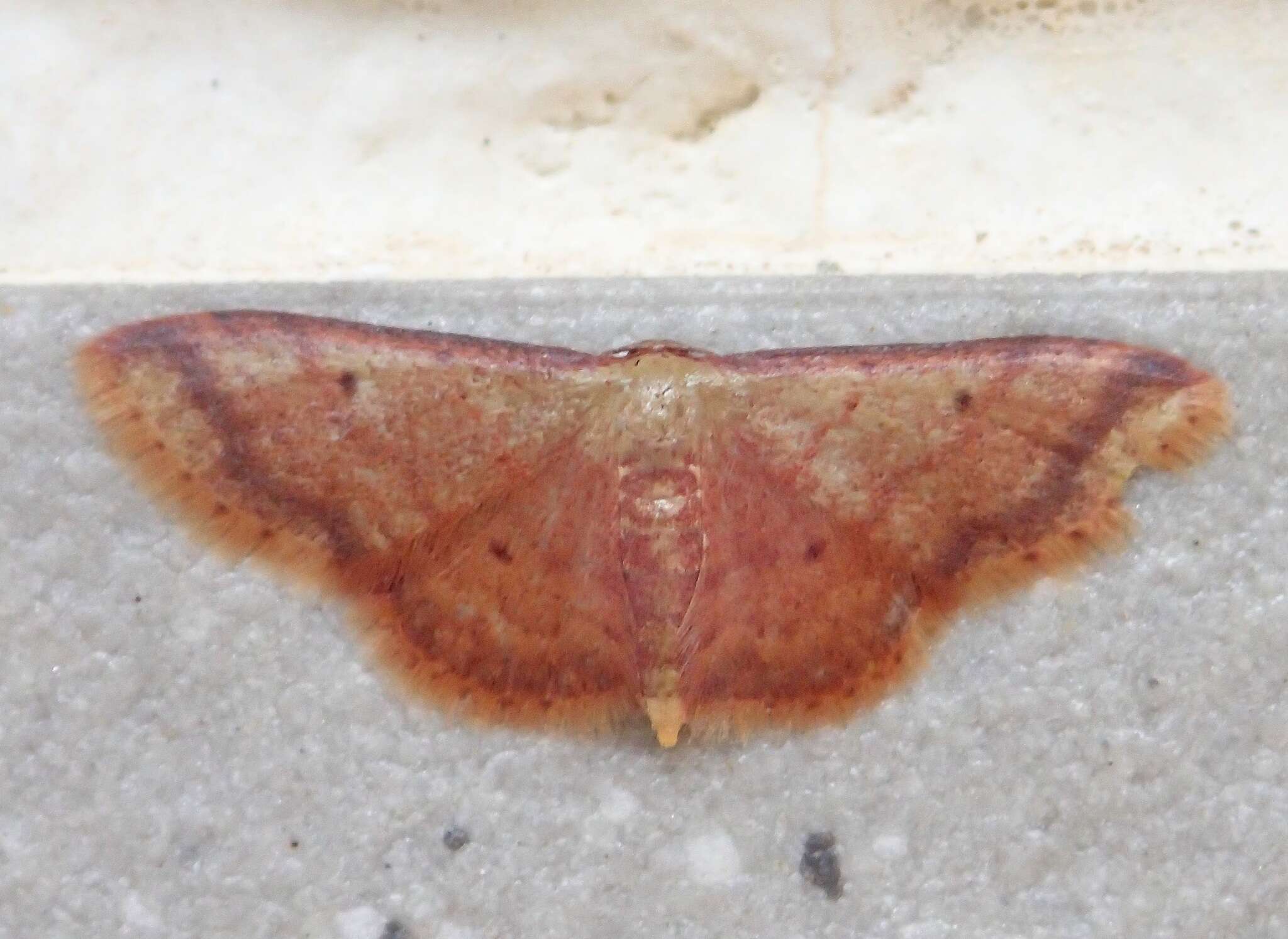 Image of Idaea impexa Butler 1879