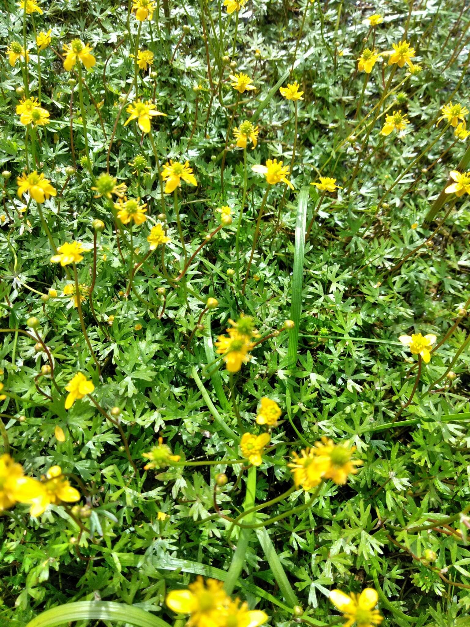 Image of Gmelin's buttercup