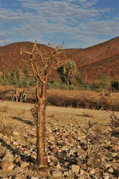 Image of Adenium obesum subsp. boehmianum (Schinz) G. D. Rowley